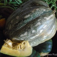 Cucurbita maxima Duchesne